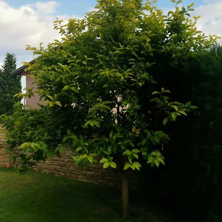 Panzió Affordable With Bbq 5 Min Drive From Lusi